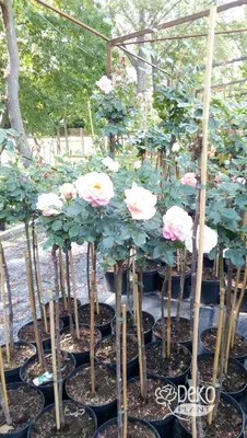 Водопад плетистых роз | Статьи для садоводов