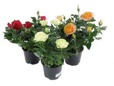 Розы в горшке - купить горшечные розы в Москве с доставкой
