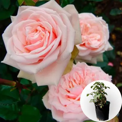 Valeri*Home Розы в горшке,кашпо,композиция цветов для декора