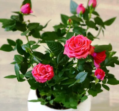 ꕤ Роза в горшке Majestic • купить Роза в горшке Majestic по цене от 219.99  грн. в Украине
