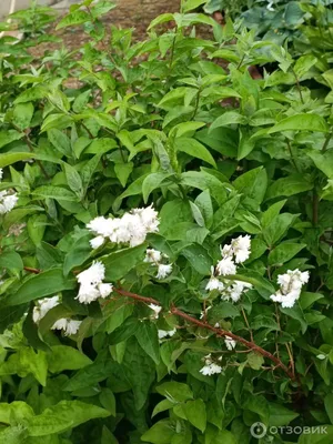 Дейция изящная Deutzia gracilis - купить декоративные и хвойные растения с  доставкой по Украине в магазине Добродар