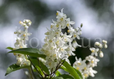 Дейция изящная Deutzia gracilis - купить декоративные и хвойные растения с  доставкой по Украине в магазине Добродар