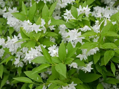 Дейция изящная Deutzia gracilis ᐉ купить с доставкой почтой по Украине в  питомнике Биосад