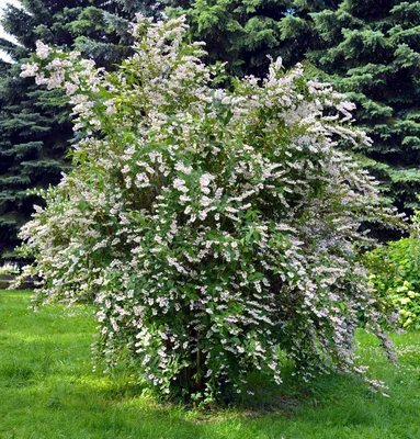 Дейция шершавая Плена Deutzia scabra Plena - купить декоративные и хвойные  растения с доставкой по Украине в магазине Добродар