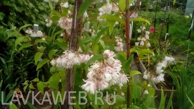 Кустарники: Дейция шершавая Кандидиссима \"Deutzia scabra Candidissima\"