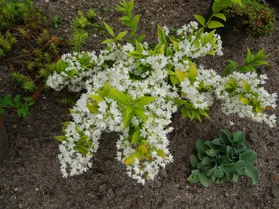 Дейция Изящная | | Саженцы 🌱 Ранет Сад | Купить саженцы с доставкой в  Минске: цена, отзывы, продажа