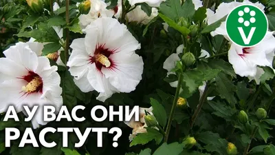 ⚛ Дейция - аристократический кустарник | GreenMarket