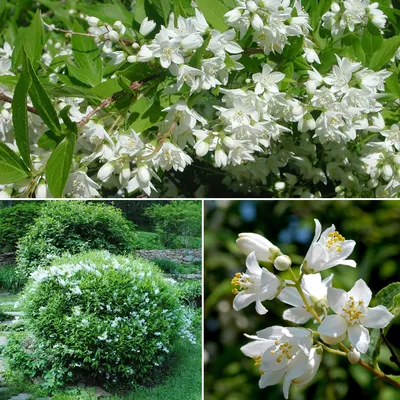 Дейция гибридная Deutzia x hybrida Strawberry Fields: продажа, цена в  Хмельницком. Саженцы декоративных деревьев и кустарников от \"Agroсвіт\" -  1314716485