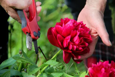 ЦветБел - Правила посадки пионов весной 🔔🔔🔔 🌸Пион – такой привычный и  любимый всеми цветок, имеющий достаточно большое количество разновидностей.  Среди садоводов укрепилось мнение, что его лучше сажать осенью. Однако,  каждую весну