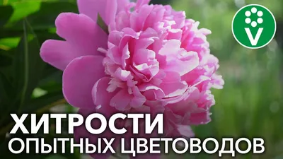 Как сажать пионы и когда: правильная посадка в открытый грунт