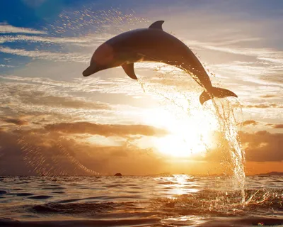 Желтый дельфин - картинки и фото poknok.art