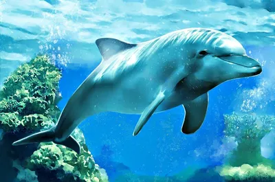 Игрушка для ванной Дельфин c фонтаном, подсветкой и музыкой. Игрушка для  купания Дельфин-фонтан с подсветкой и музыкой, Dolphin. Серый - купить с  доставкой по выгодным ценам в интернет-магазине OZON (258415247)