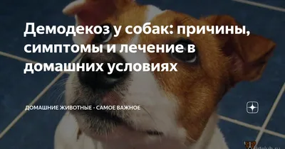 Кожные заболевания у собак: описание и фото болезней