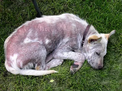Признаки и способы лечения подкожного клеща у собак | Zoohub