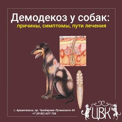 Внимание, демодекоз! В Усть-Илимске у бродячих животных обнаружено заразное  заболевание, опасное и для человека ~ Сибирский Характер