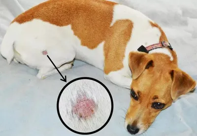 Клинический случай демодекоза у собаки