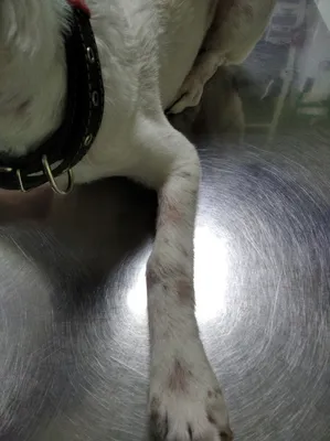 Как выглядит демодекоз у собак, признаки и симптомы демодекоза - YouTube