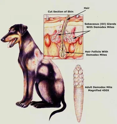 Эффективные схемы лечения демодекоза собак – тема научной статьи по  ветеринарным наукам читайте бесплатно текст научно-исследовательской работы  в электронной библиотеке КиберЛенинка
