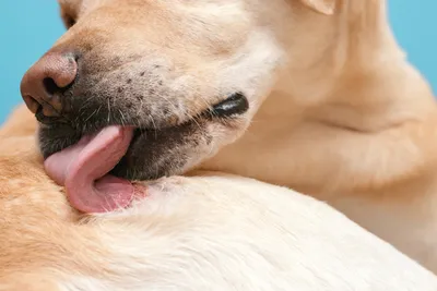 Лечение демодекоза у собак - Ветеринарная клиника Vetstate