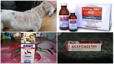 Купить Продукт Амитразин плюс препарат от демодекоза, отодектоза,  нотоэдроза у собак, котов и пушных зверей 10 мл Зоотовары в Одессе