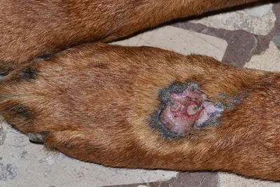 Акральный дерматит от разлизывания (гранулема разлизывания) | Ветеринарная  клиника доктора Шубина