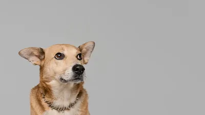 Как выглядит демодекоз у собак, признаки и симптомы демодекоза - YouTube