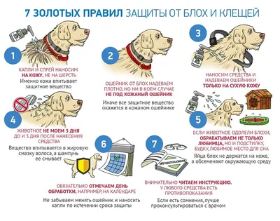 Пиометра у собак: причины, симптомы, лечение антибиотиками, профилактика и  фото после операции