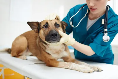 Причины, симптомы и методы лечения послеродовой эклампсии у собак | Советы  ветеринарного врача