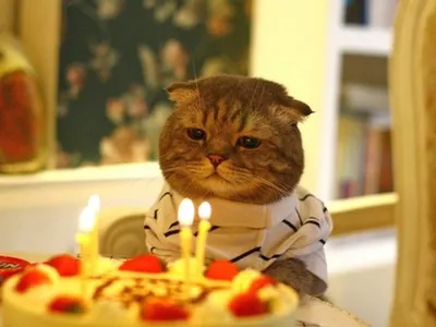Cake Your Day - День рождения - грустный праздник.. Когда родители не  разрешают воровать чернику с торта..😩😅❤️ | Facebook