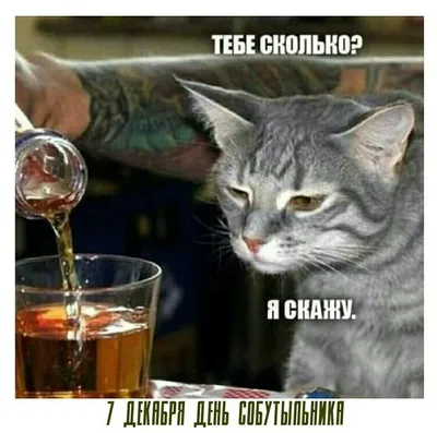 7 декабря День собутыльника ##7декабря #7desember #7desember2023#деньс... |  TikTok