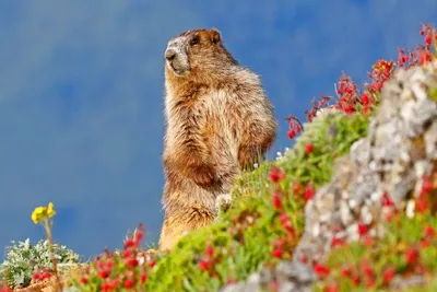 День сурка Groundhog Day Мои Путешествия по США (Кошкина Татиана) / Проза.ру