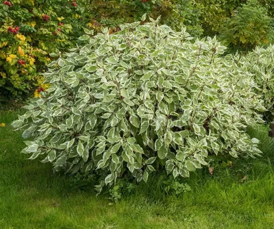 Дерен белый Элегантиссима (Cornus alba Elegantissima)