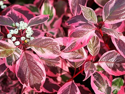 Дерен – живописный огонек зимнего сада – новости в блоге Садового Центра  «Botanic Market»