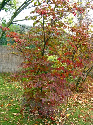 Дерен белый Gouchaultii - Дерен - GardenPlants