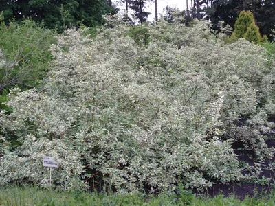 Дерен белый (Cornus alba `Westonbirt`) - Дерен белый - Кустарники - Каталог  - LESKOVO-PITOMNIK.ru