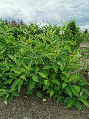 Дерен белый 'Sibirica Variegata' - купить в питомнике растений НАТАЛИС