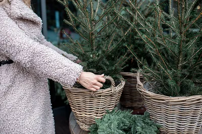 Декоративные кустарники для зимнего сада | GreenMarket