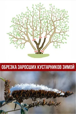 Какие “новогодние” растения можно встретить в Кавказском заповеднике и где  растет “предсказатель погоды зимой”? | Кавказский государственный природный  биосферный заповедник имени Х.Г.Шапошникова