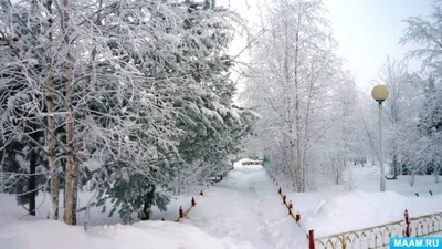 Заснеженные Безлистные Деревья И Кустарники Зимой — стоковые фотографии и  другие картинки Без людей - Без людей, Блестящий, Ботаника - iStock