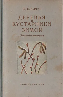 Нужно ли укрывать хвойные растения зимой?