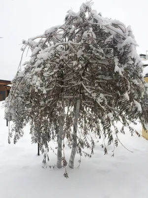 Посадка деревьев зимой, озеленение участка