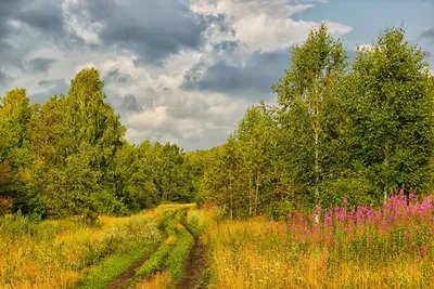 Фотография Россия осенние Природа лес Дороги траве Деревья