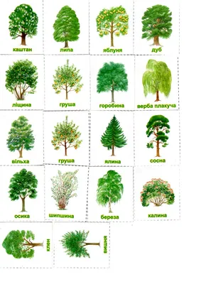 Лиственные деревья средней полосы России (Много фото!) - treepics.ru