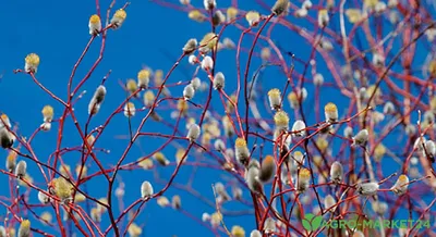 Какие деревья и цветы цветут в апреле - Agro-Market24