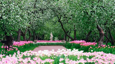 Городские парки, где можно увидеть деревья в цвету в Москве