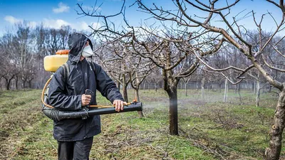 Весенняя обработка деревьев и кустарников от вредителей и болезней:  препараты, сроки, правила обработки