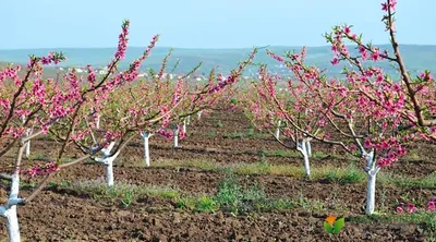 Когда сажать фруктовые деревья: посадка плодовых деревьев - Agro-Market