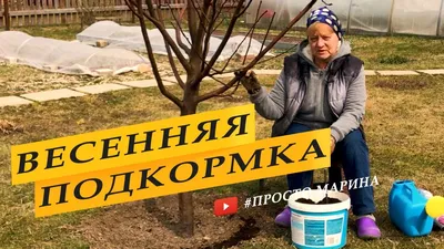 Подкормка деревьев и кустарников весной. - YouTube