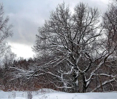 Деревья зимой фото фотографии