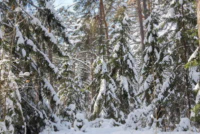 Снежные деревья (65 фото) - 65 фото